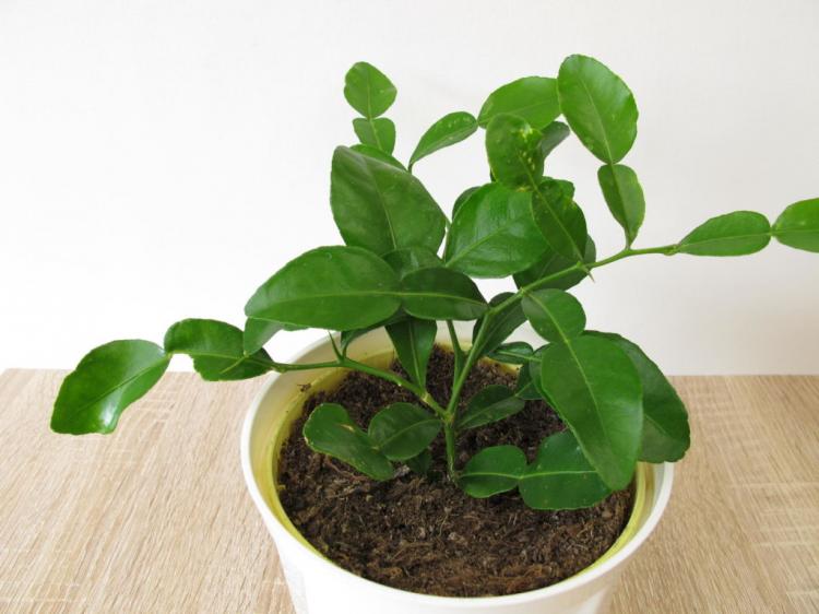 Kaffir lime: Cultivation & special features of the kaffir lime