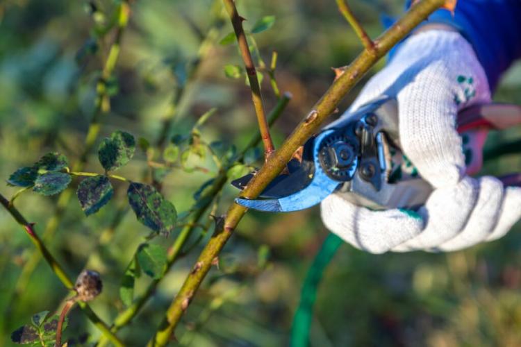 Prune floribunda roses: expert tips on timing and pruning