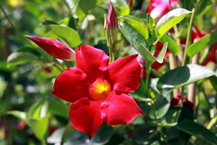 Wintering Dipladenia: How, Where And What Is Proper Care?