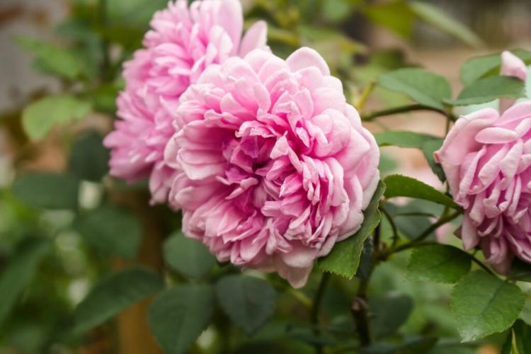 Moss Rose: Tips For Cutting, Planting And Propagating