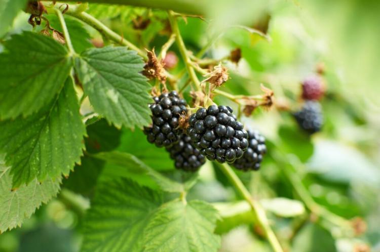 Blackberry plants: video instructions & tips from professionals