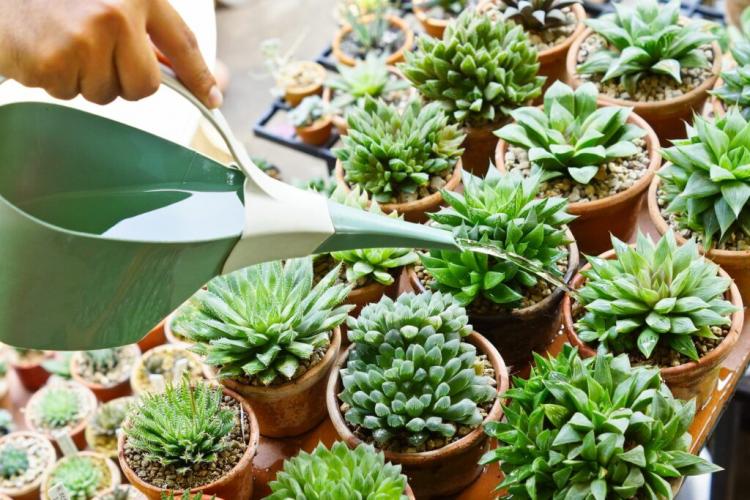Cactus Care: Watering And Fertilizing