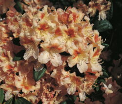 Rhododendron varieties: the 50 most beautiful varieties for the garden (overview)