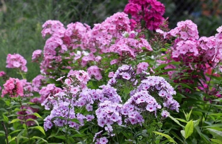 Phlox Paniculata: How To Plant & Care The High Flame Flower