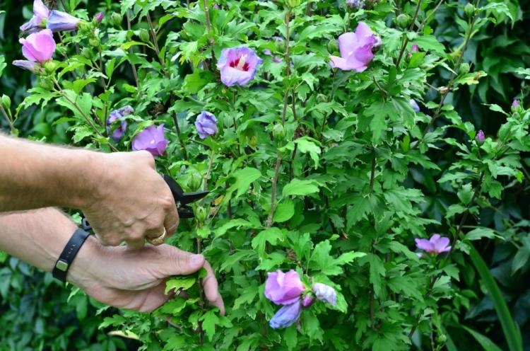 Hibiscus: all the tips for the perfect bloom