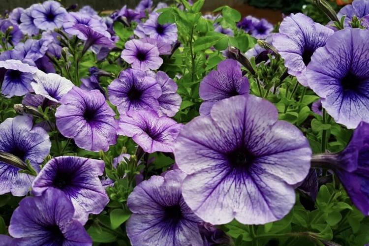 Petunias: Planting, Care And The Best Varieties