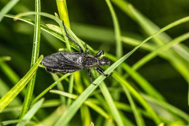 Predatory bug: how to get rid of native predatory bug species effectively