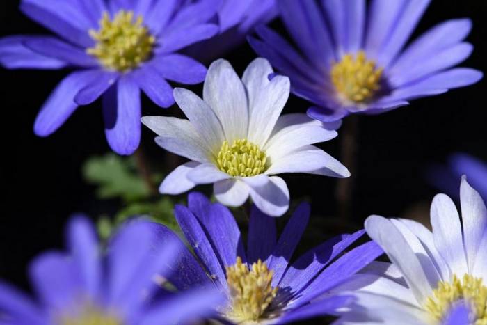 Top 60 Blue Flowers For Your Home And Garden