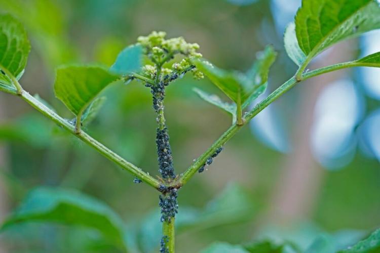 Black Bean Aphid: Detection, Prevention And Biological Control
