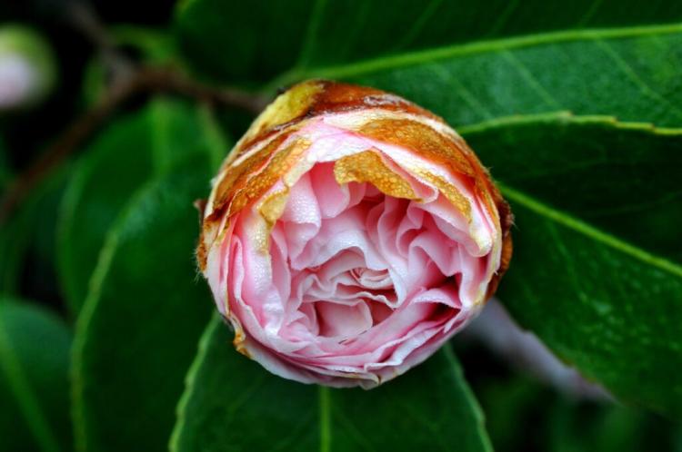 Camellia Diseases: Recognizing, Fighting & Preventing