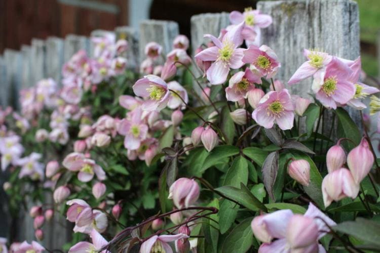 Clematis Propagating: Instructions And Expert Tips