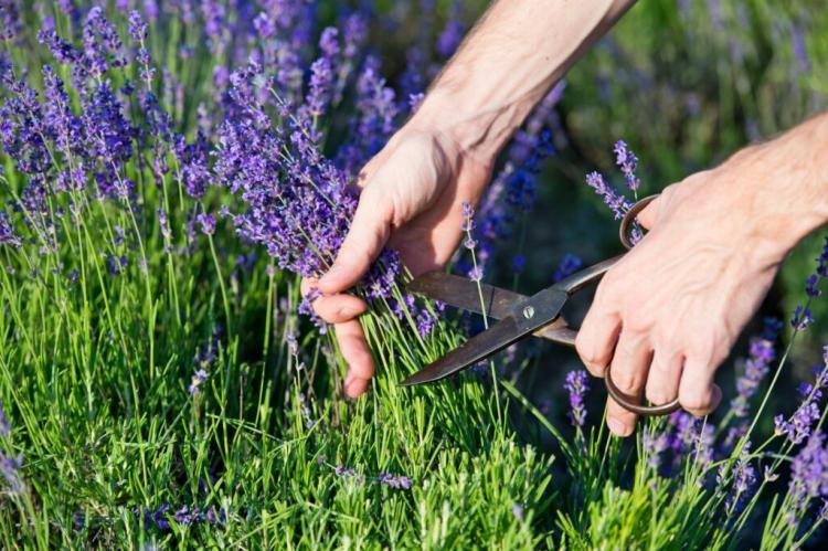 Cutting lavender