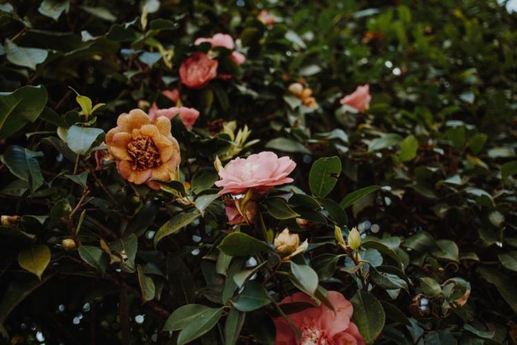 Flowers infected with camellia plague should be removed