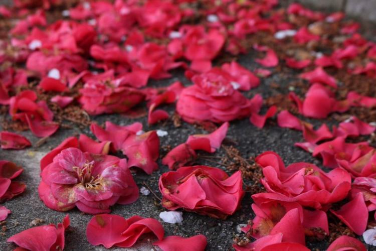 Fluctuations in weather can also cause problems for the camellia