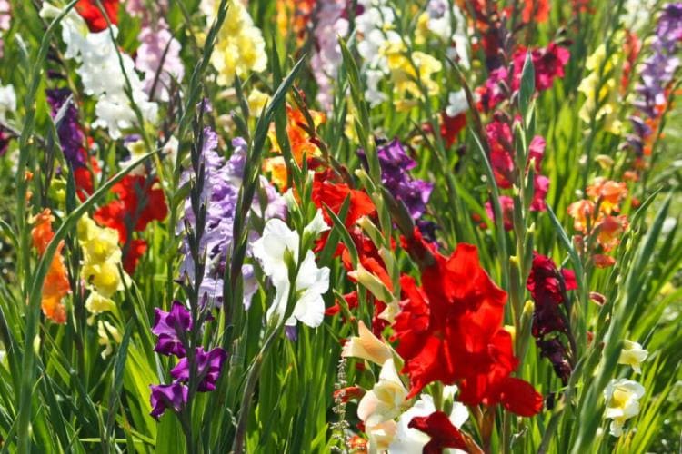 Gladiolus: Helpful Tips For Planting, Cutting And Caring For