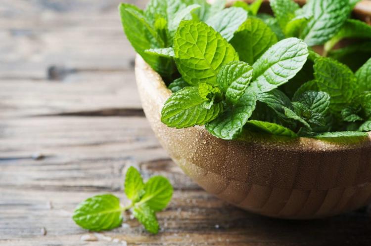 10 Tips For Growing Mint Indoors