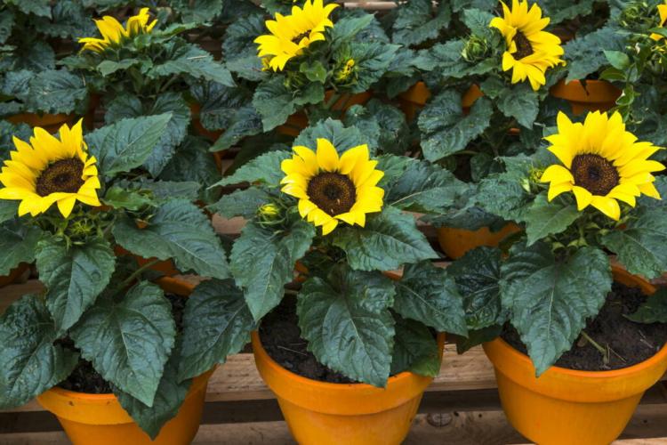 Growing Sunflowers In Pots