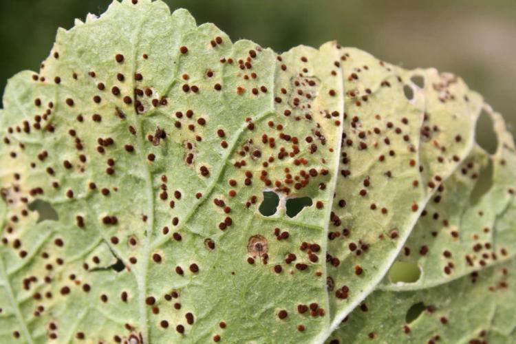 In damp weather, rust fungus can form on the leaves