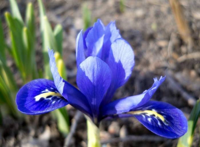Iridodictium or reticulate iris