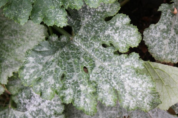 Effective Control Of Powdery Mildew On Zucchini Leaves