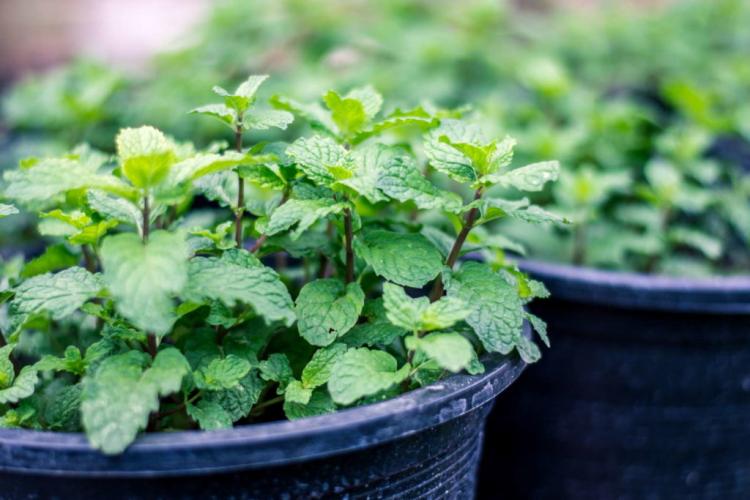 Mint can be planted in both pots and beds
