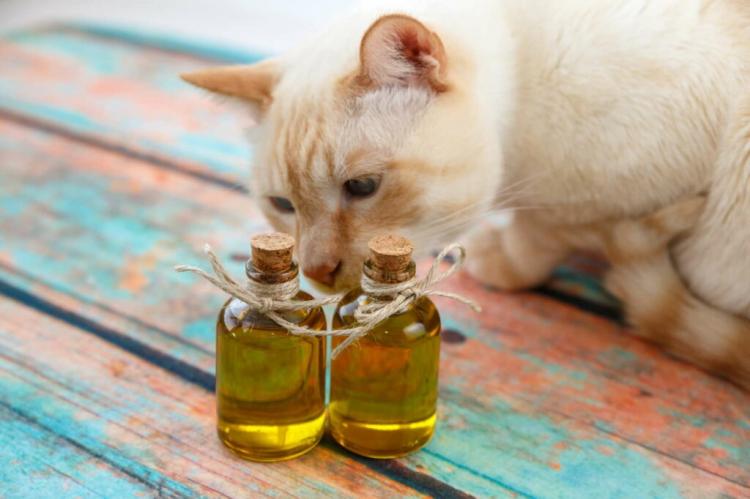 Neem Oil with the cat