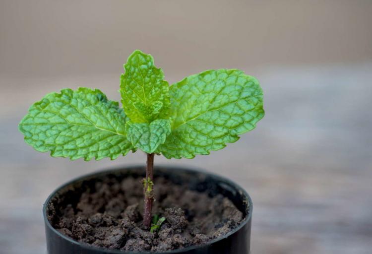 Peppermint can be propagated in a number of ways