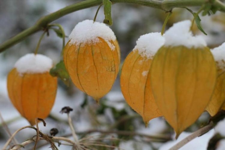 Physalis Overwintering: How the Physalis Survives Winter