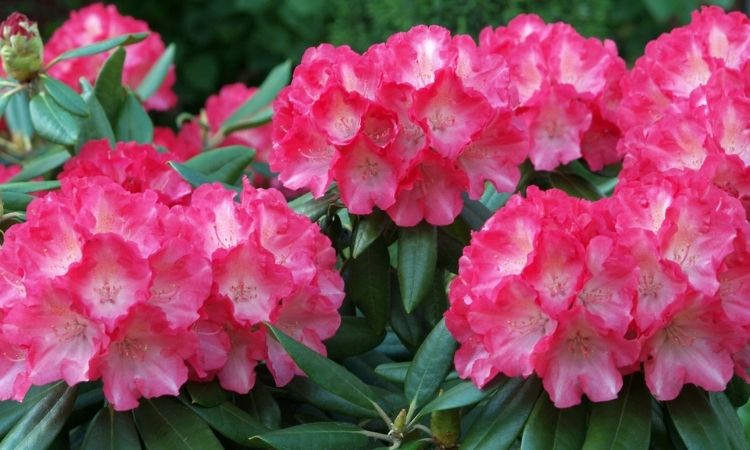Rhododendron Care: Tips On Watering, Fertilizing & Cutting