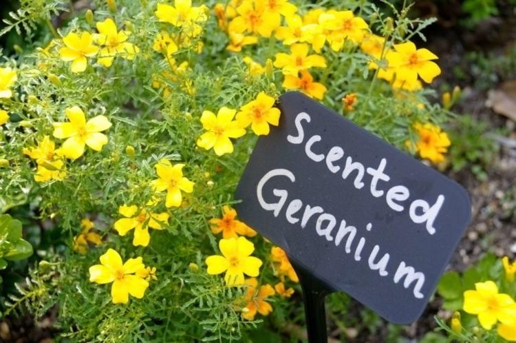 Scented geraniums are used in perfumes, cosmetics, and aromatherapy