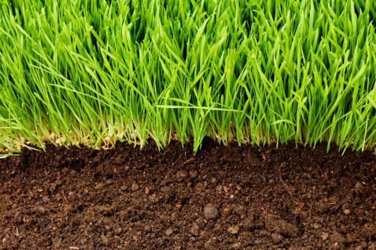 Soil Activator For Lawns: Correct Application