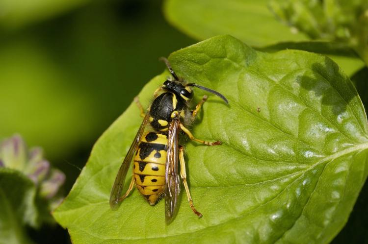 The USA Wasp is less aggressive and intrusive than the Common Wasp