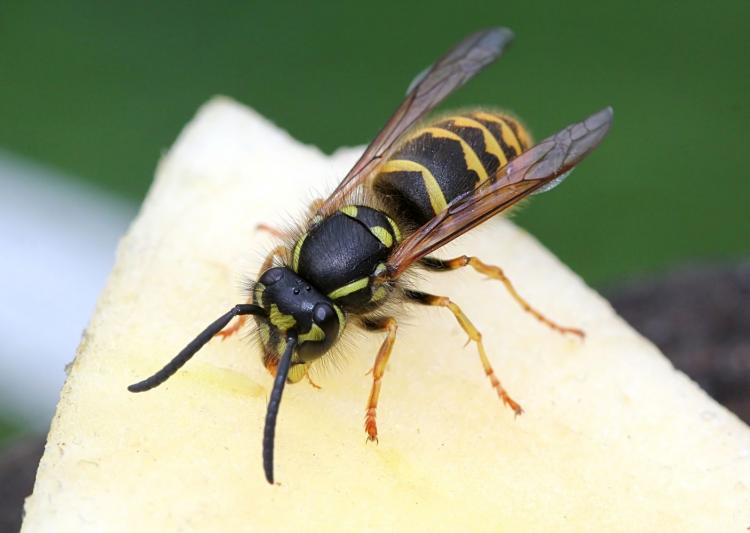 The common wasp is attracted to sweet, high-calorie foods