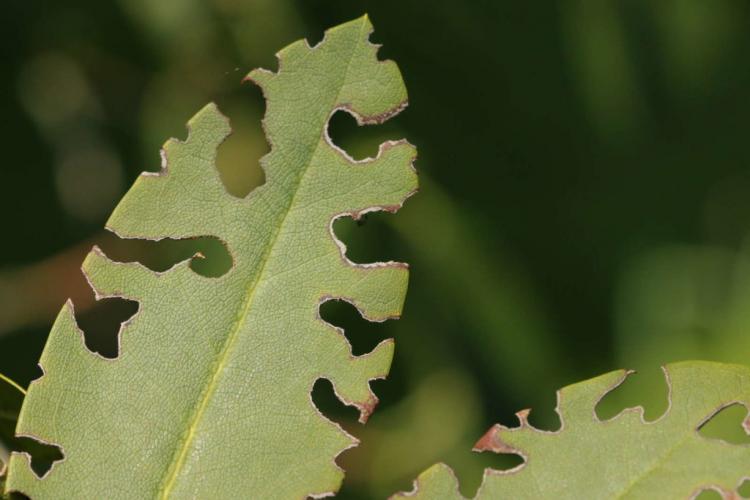 The vine weevil does a lot of damage to leaves