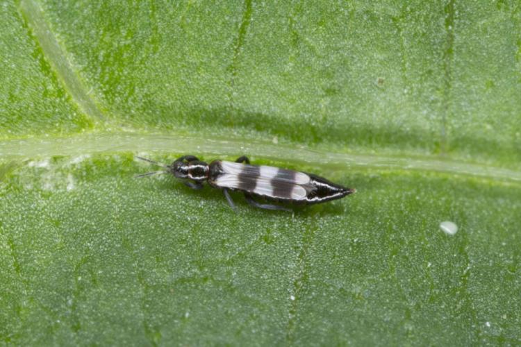 You can get rid of thrips with soapy water