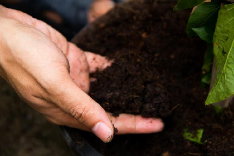 Buy compost or make it yourself