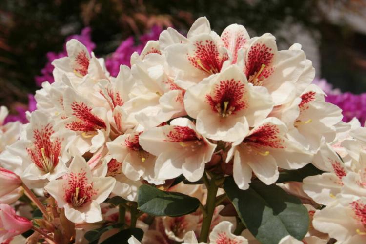 Rhododendron Varieties: The 50 Most Beautiful Varieties For The Garden