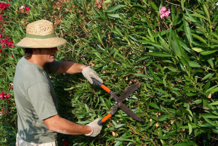 Cutting Oleanders: Everything At The Right Time And Cut