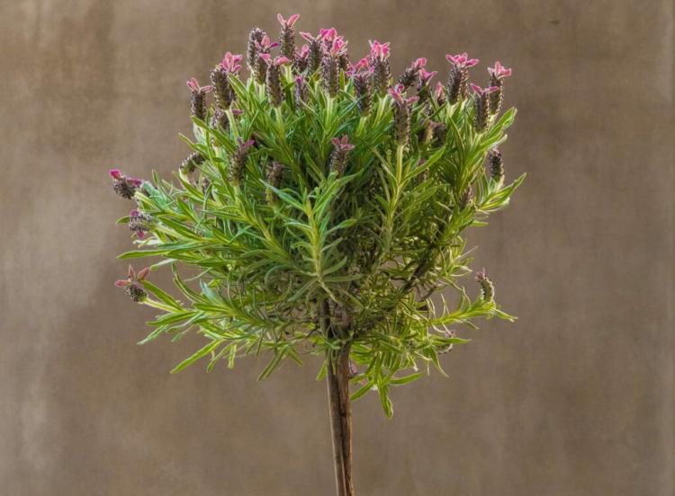 Lavender Tree As A Sapling For Bed And Pot