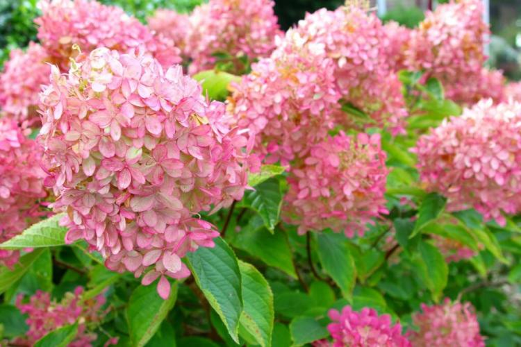 Pruning Panicle Hydrangea: The Right Time and Instructions For Procedure