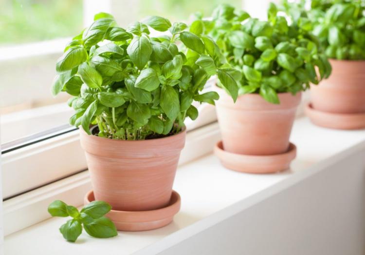 Overwintering Basil: Instructions And Tips For Pots And Beds