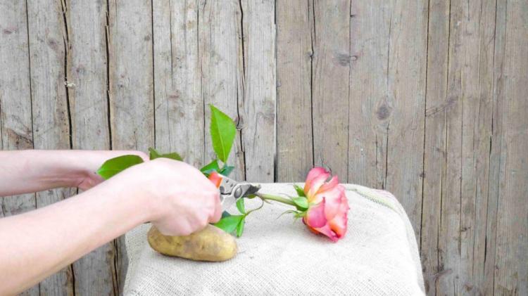 Propagating roses: tips for propagating with seeds, cuttings & Co.