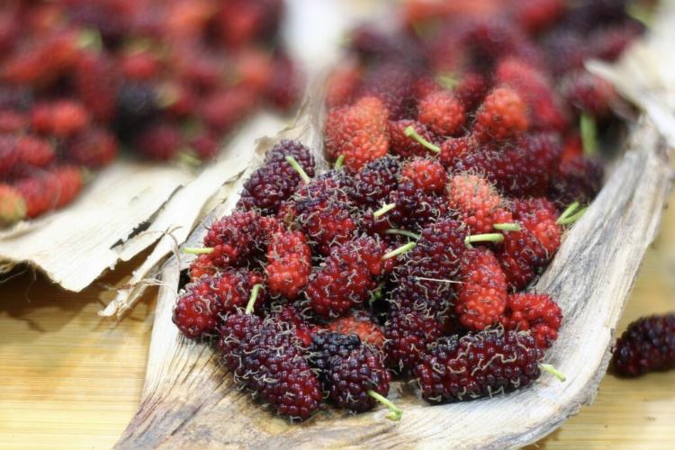 Mulberry varieties: overview of the red, black & white mulberry