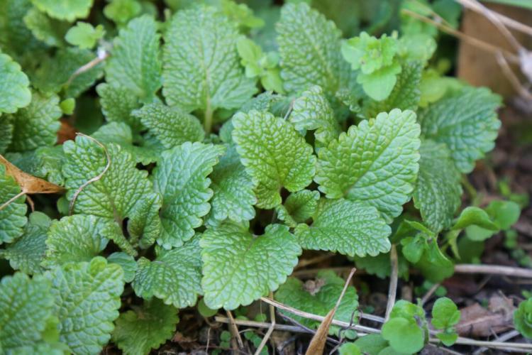 Growing Lemon Balm: On The Balcony And In The Garden