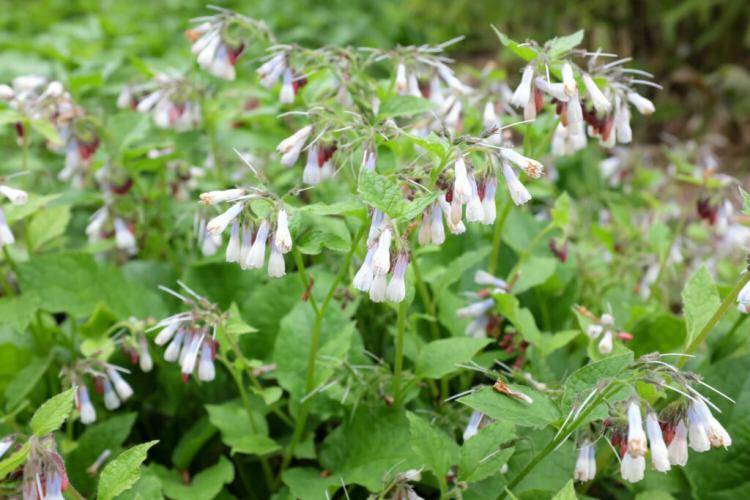Comfrey: planting & caring for the medicinal herb