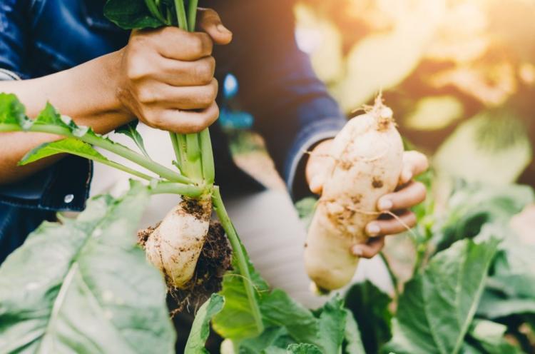Swede: Expert Tips on Growing, Caring for & Harvesting Winter Vegetables