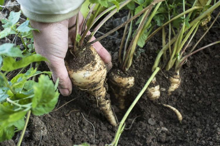 Parsnips: everything to grow in the garden