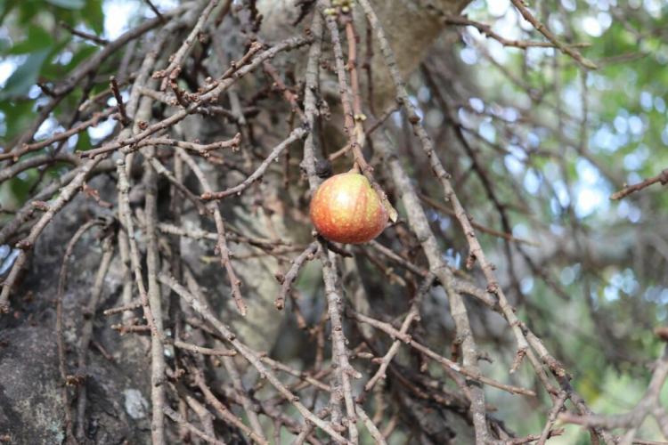 Wintering fig trees: expert tips & hardy varieties