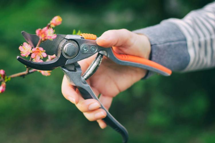 Peach tree pruning: instructions from the expert