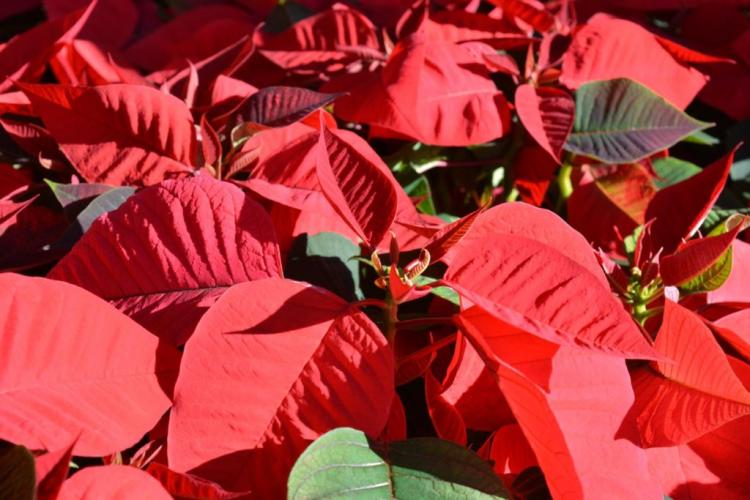 Poinsettia: Everything about planting, caring for and propagating